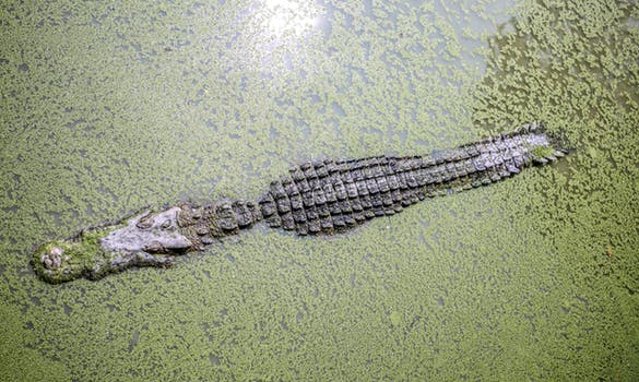 Alligators, Whistleblowers and Bold Moves to Drain the Swamp